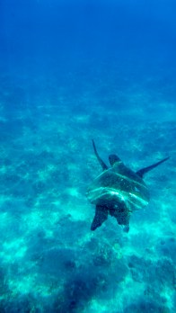 Green Sea Turtle