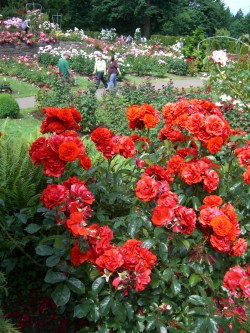 Portland Rose Garden, Oregon