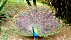 Peacock at Garden of Eden in Maui