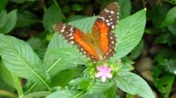 butterfly at Pacific Science Center in Seattle, WA