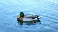 Duck in Salmon Creep Park in Vancouver. WA